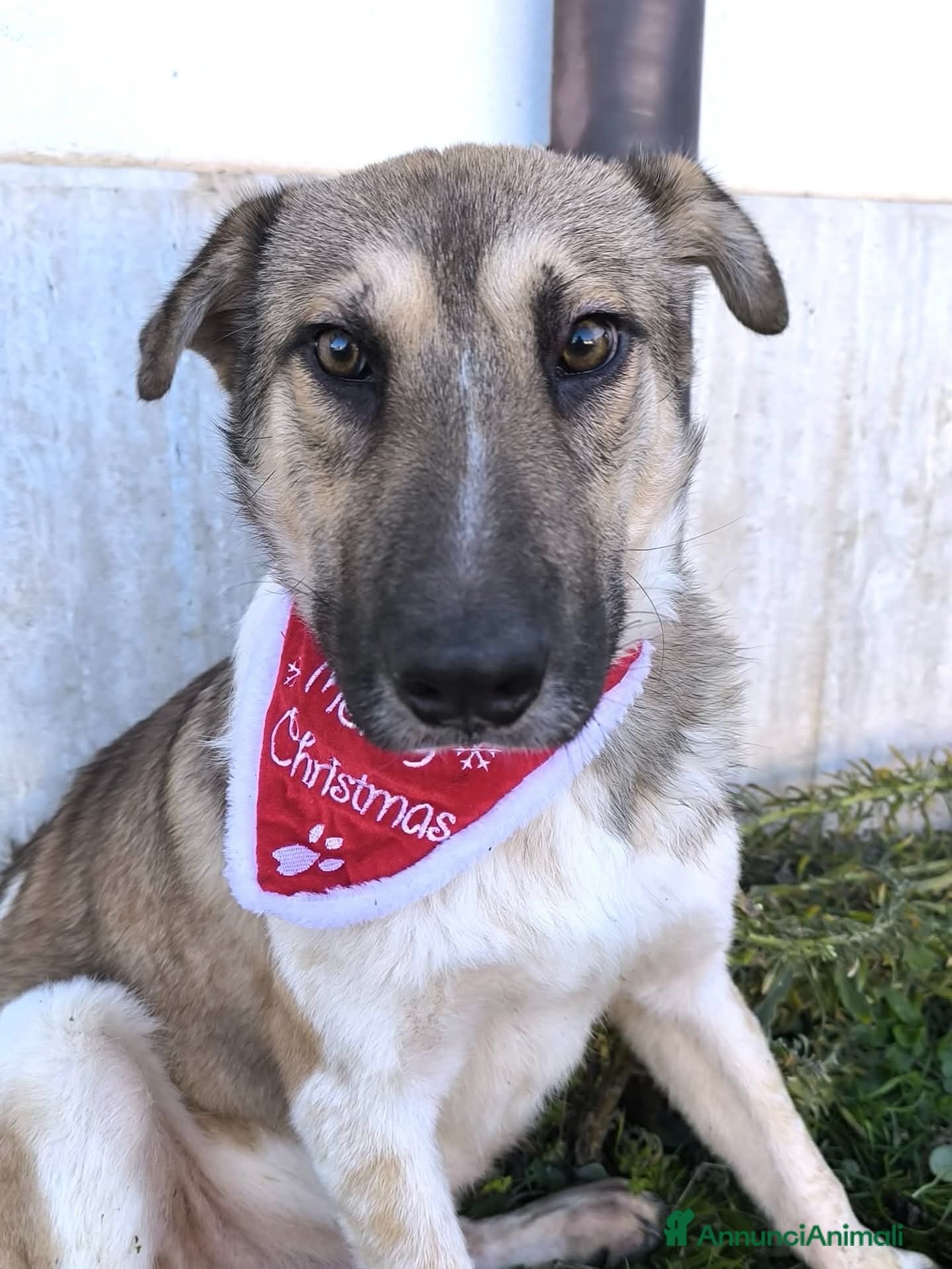 Meticcio cani Adotta Arturo - Annuncio 23