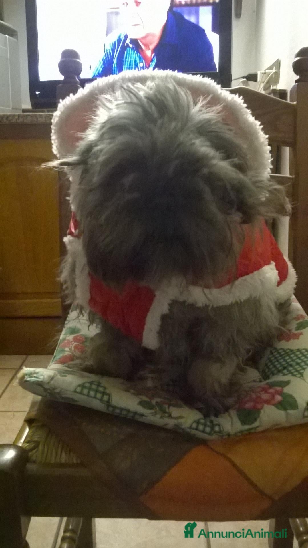Shih Tzu cani SHITZU MASCHIO STERILIZZATO - Annuncio 34