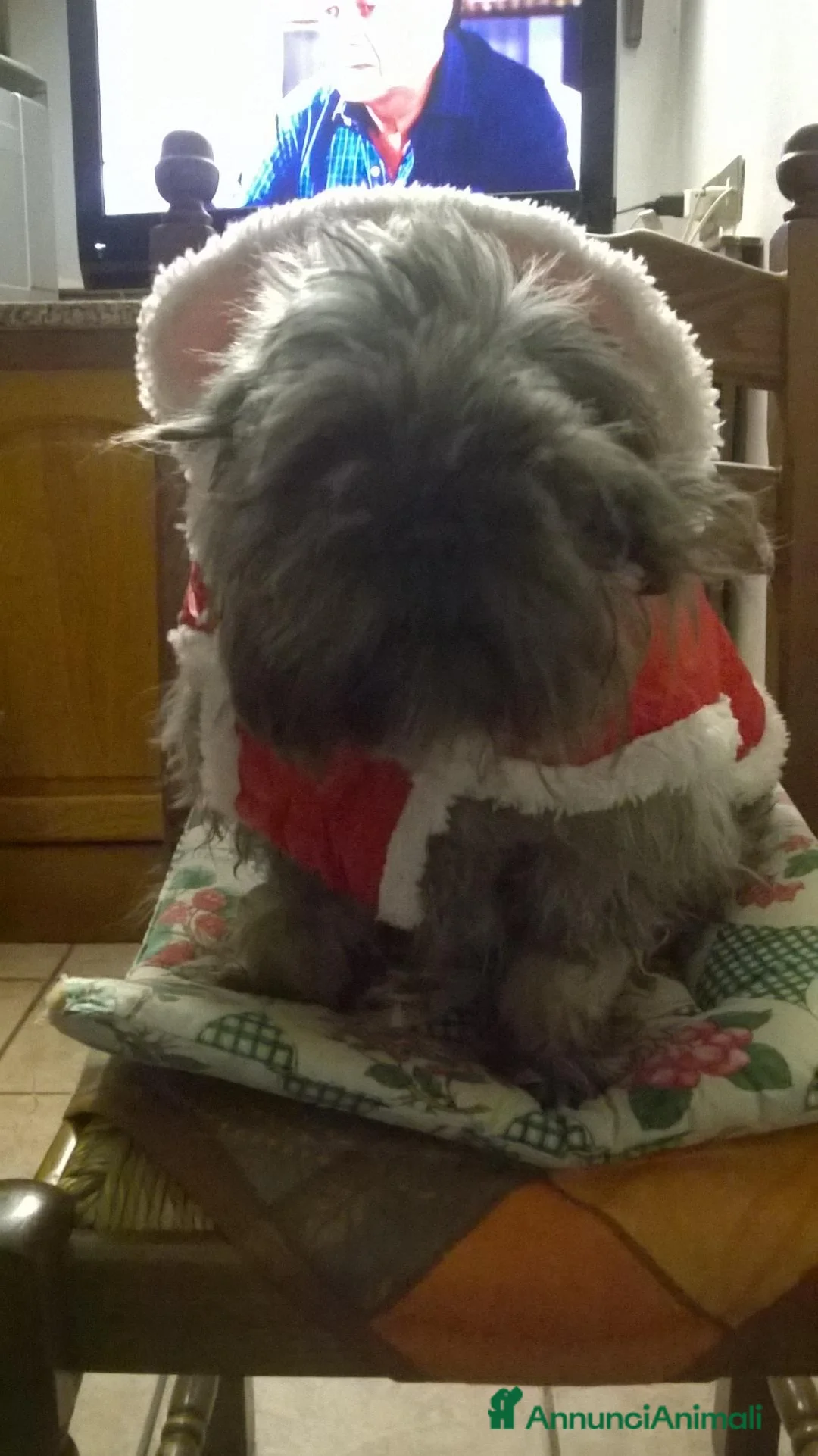 Shih Tzu cani in regalo: SHITZU MASCHIO STERILIZZATO a Provincia di Pisa - Annuncio 1