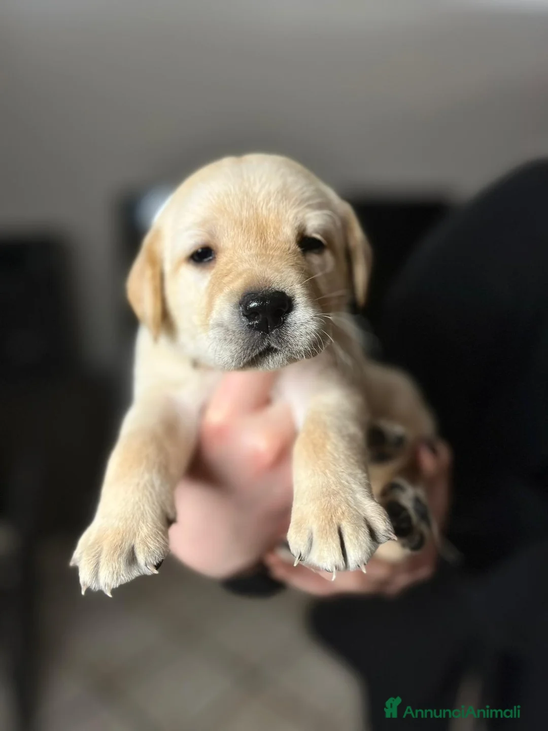 Labrador cani in vendita: LABRADOR felicità A 4 ZAMPE - Annuncio 5