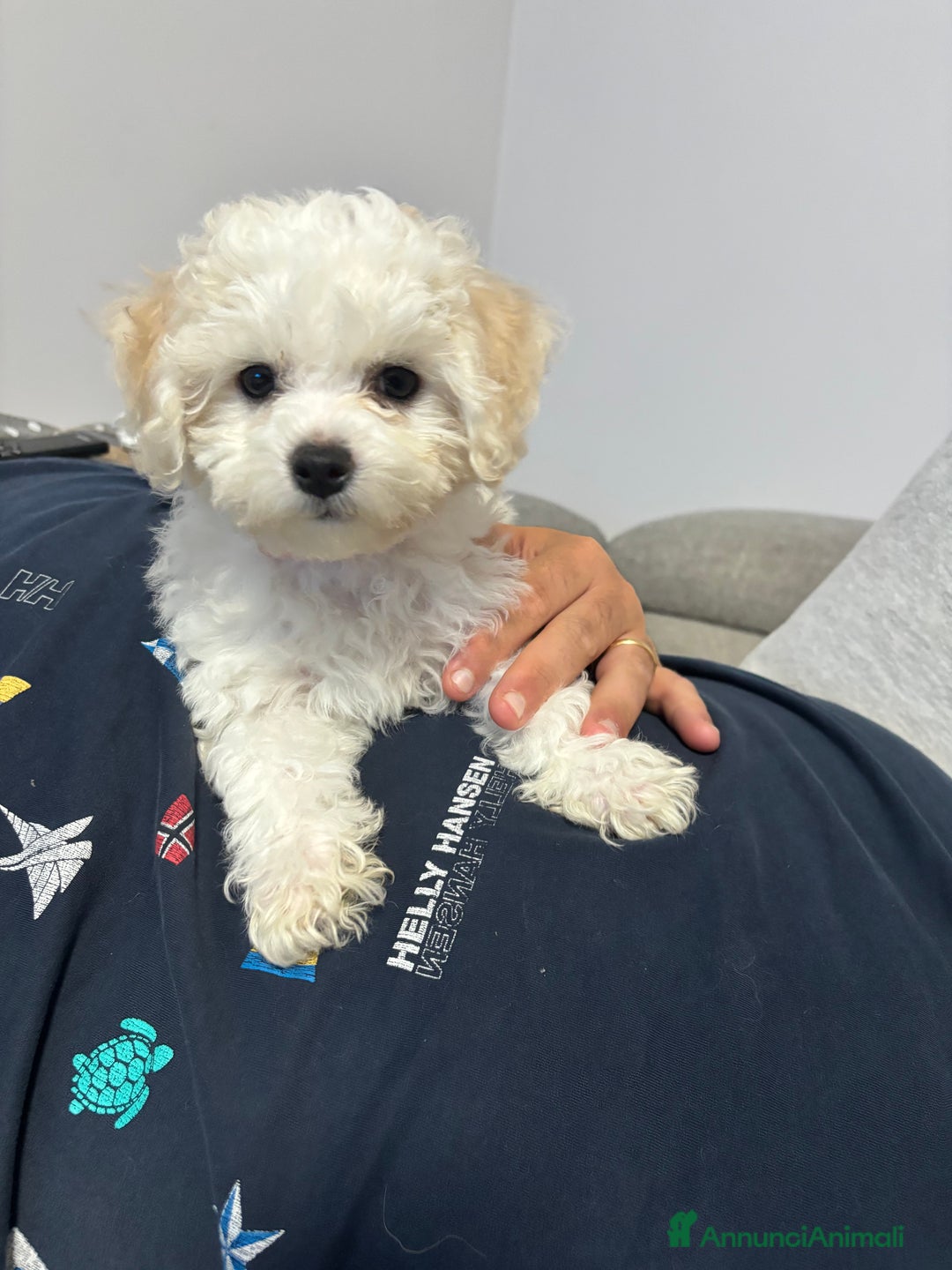 Bichon cani in vendita: Bichon à poil frisè - Annuncio 2