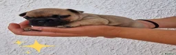 Bulldog Francese cani in vendita: Bulldog feancesi - Annuncio 4
