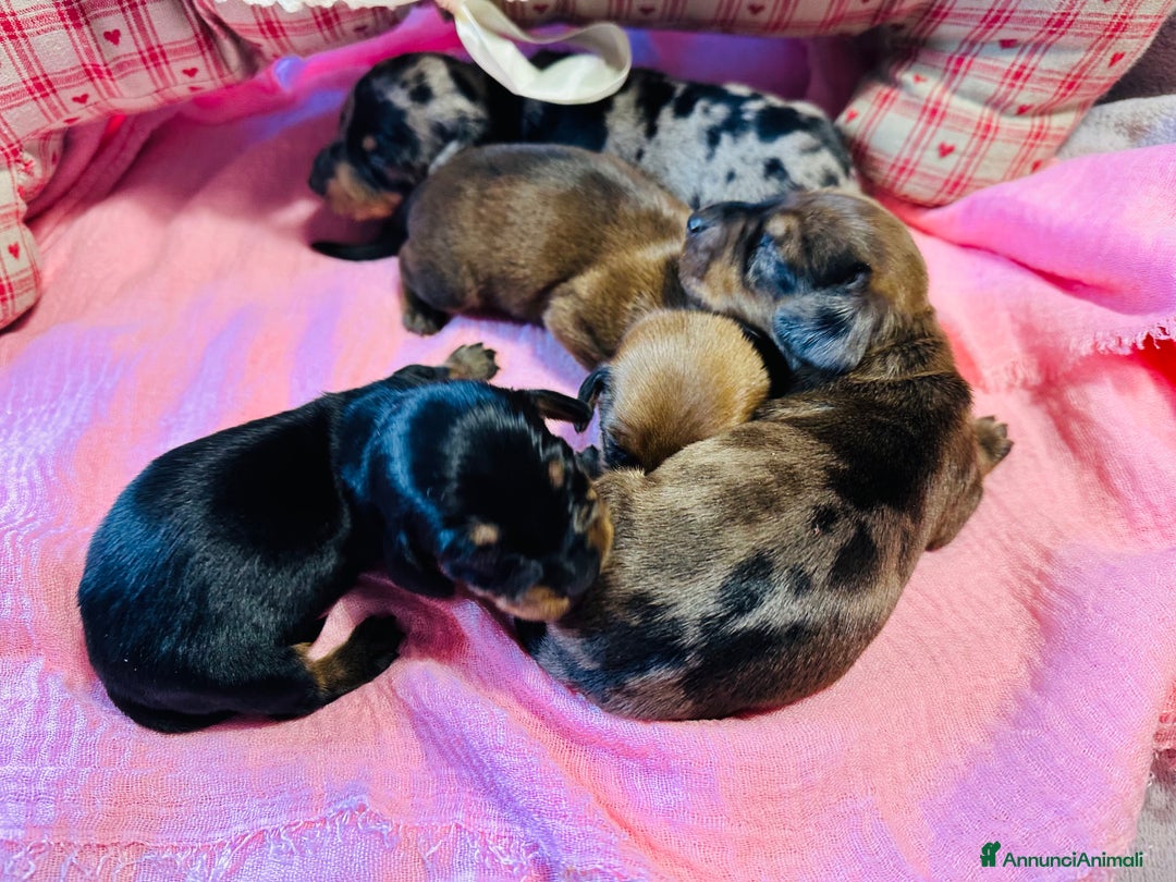 Bassotto cani in vendita: Bassotto Tedesco kaninchen/nano pedigree Enci - Annuncio 3