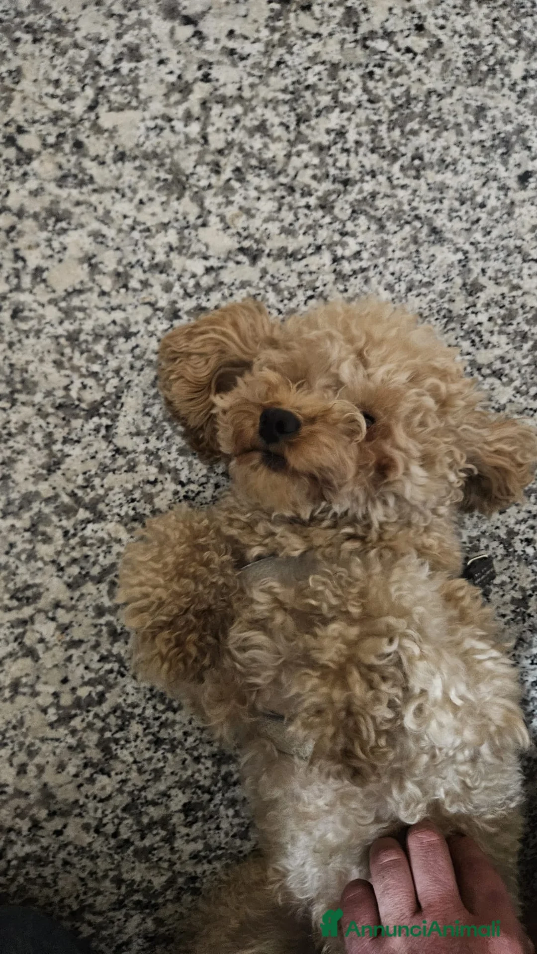 Barboncino Toy cani per accoppiamento: barboncino toy maschio cerca compagna a Provincia di Taranto - Annuncio 7