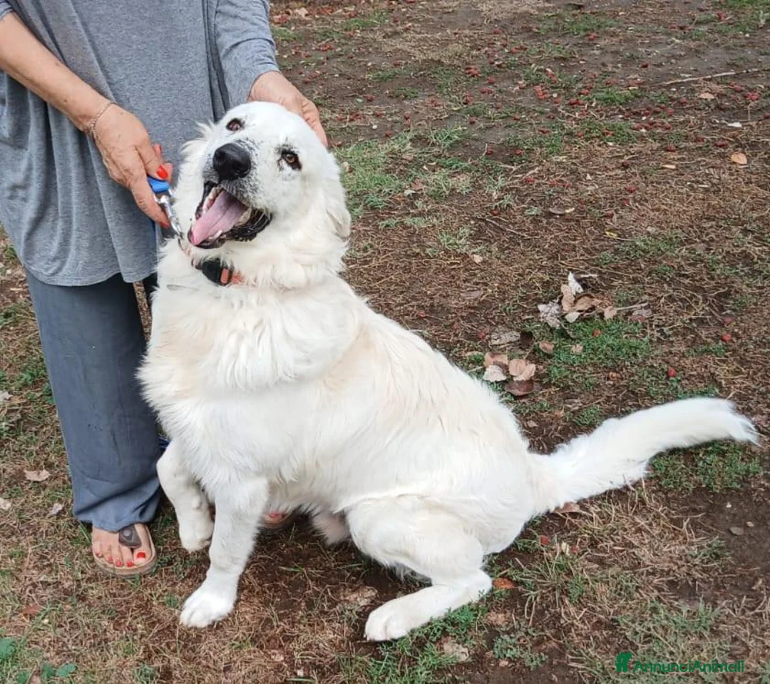 Meticcio cani in regalo: PROSPERO PIU' DI TUTTI MERITA IL TUO AMORE - Annuncio 1