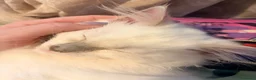Ragdoll gatti in vendita: Cucciolo ragdoll blue mitted Bleach - Annuncio 11