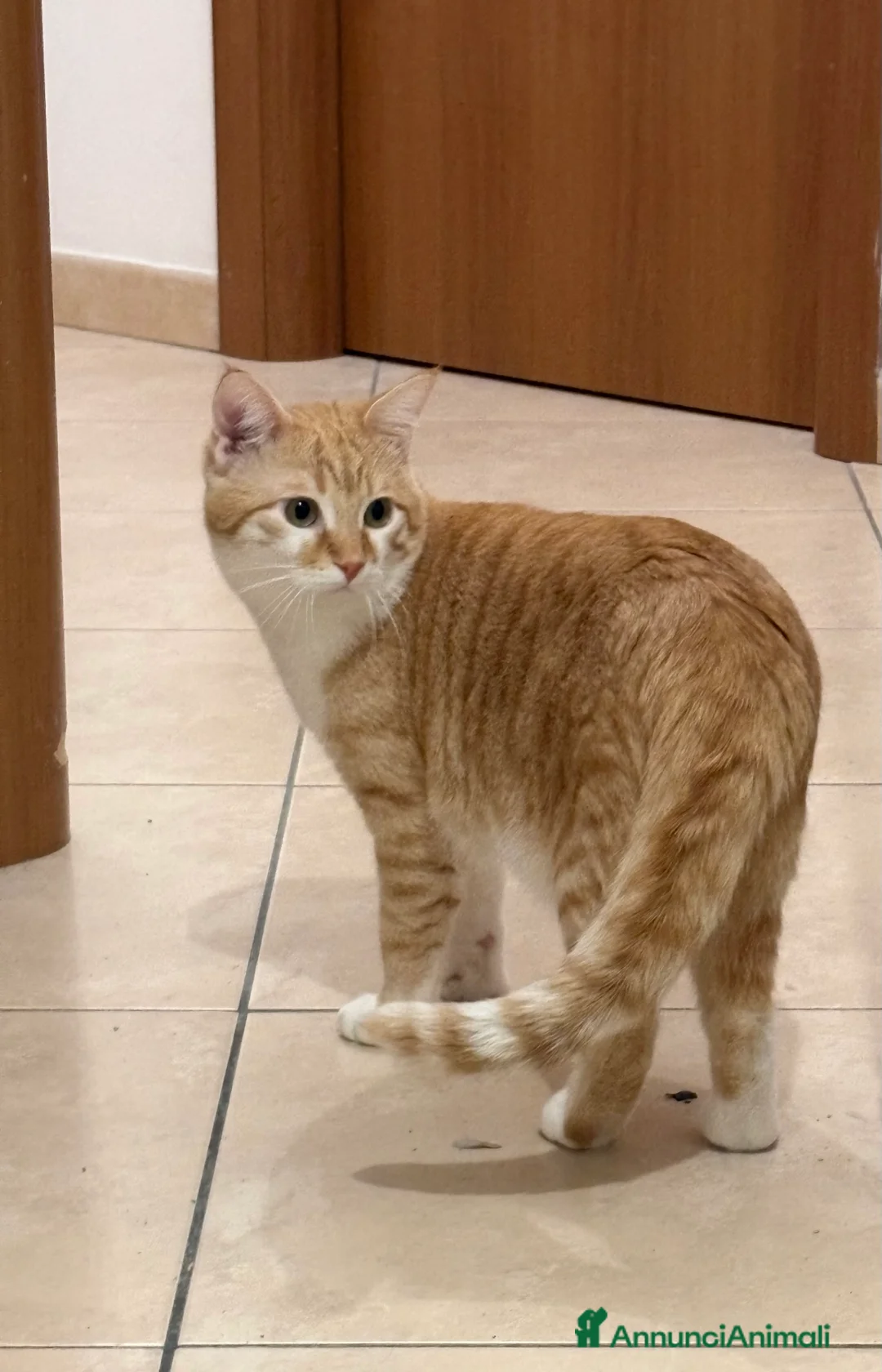 Europeo gatti in regalo: Casa per questa coppia affiatata! Regalo! - Annuncio 6