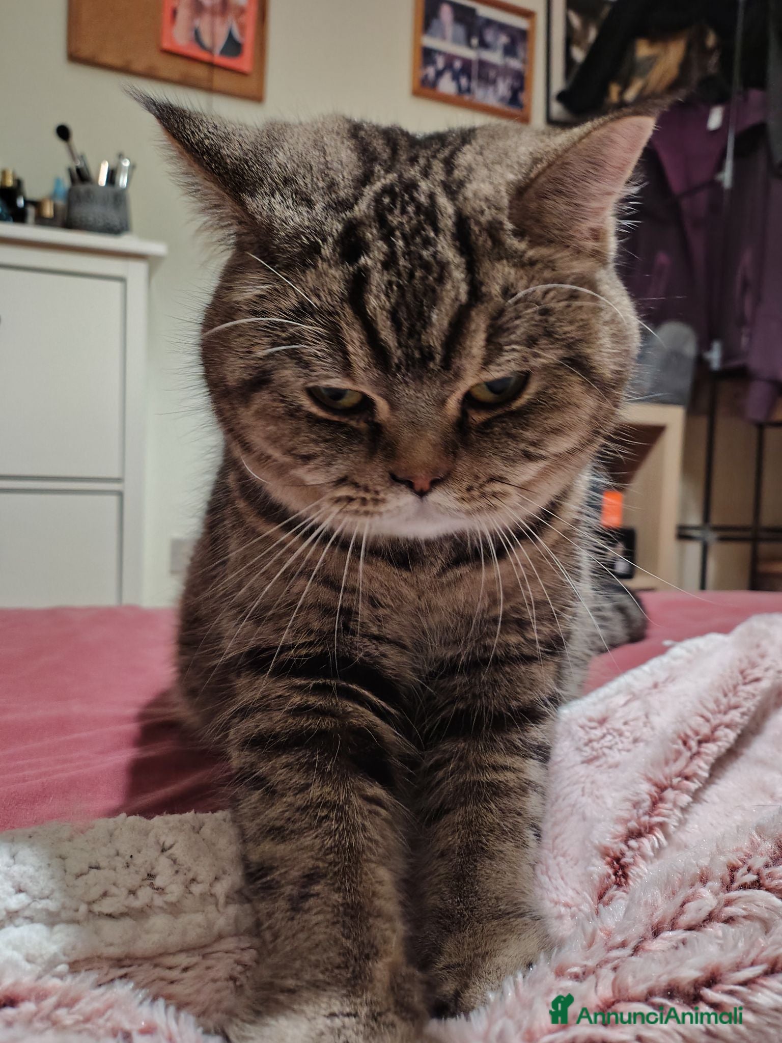 British gatti 2 maschietti Silver Tabby  - Annuncio 1