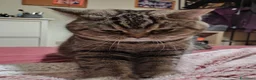 British gatti in vendita: 2 maschietti Silver Tabby  - Annuncio 1