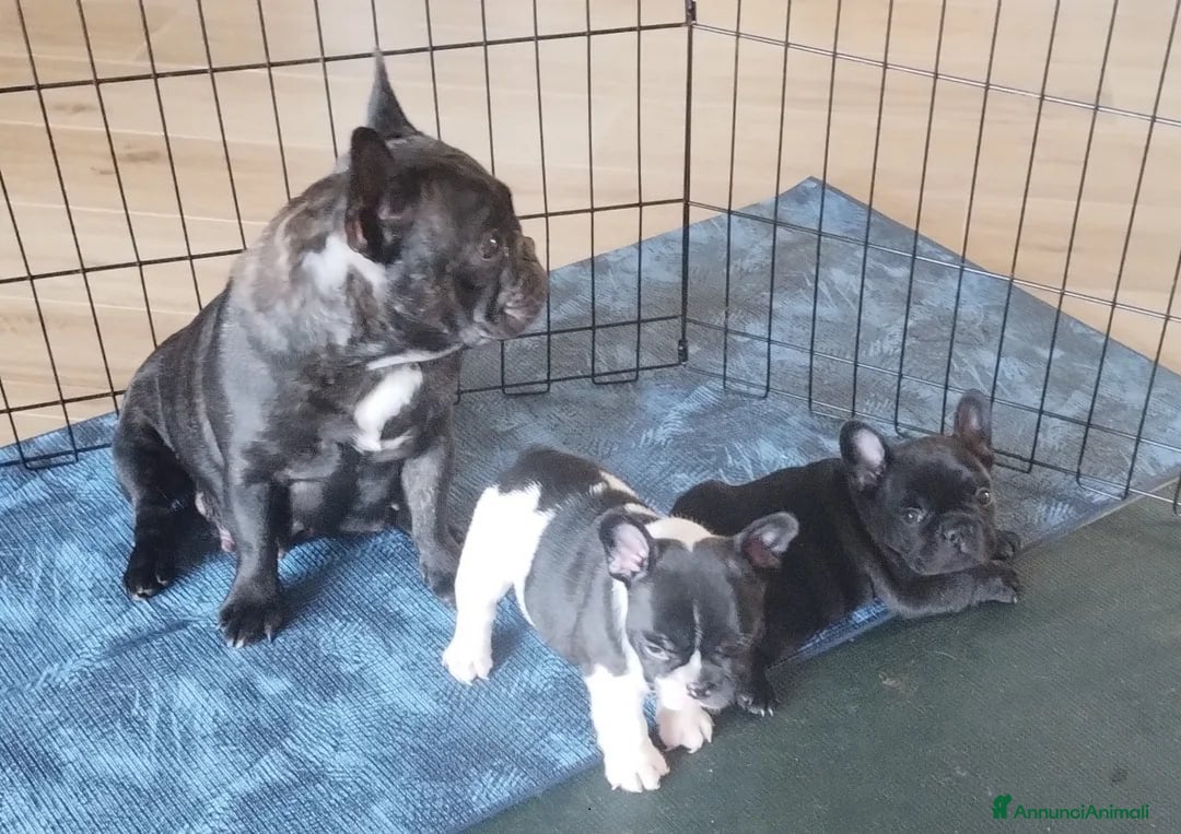 Bulldog Francese cani in vendita: Cuccioli di Bulldog Francese  - Annuncio 1