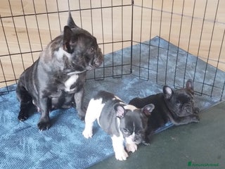 Bulldog Francese cani - Annuncio 3