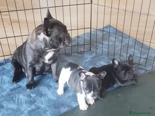 Bulldog Francese cani Cuccioli di Bulldog Francese - Annuncio 10