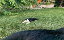Border Collie cani in vendita: Border collie  a Provincia di Foggia - Immagine 4