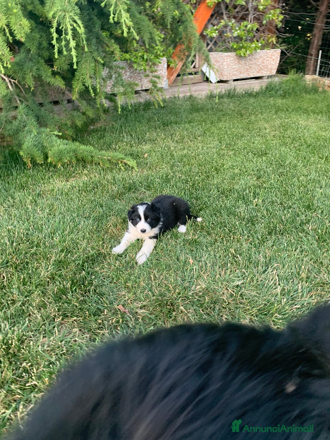 Border Collie cani in vendita: Border collie  a Provincia di Foggia - Immagine 4