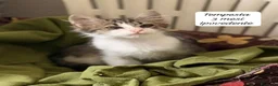 Altre razze gatti in regalo: Gattini destinati alla colonia a Provincia di Ferrara - Annuncio 4