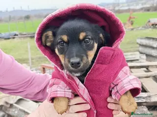 Meticcio cani LEO e TEO, dolci cuccioli nanetti! TG PICCOLA - Annuncio 38