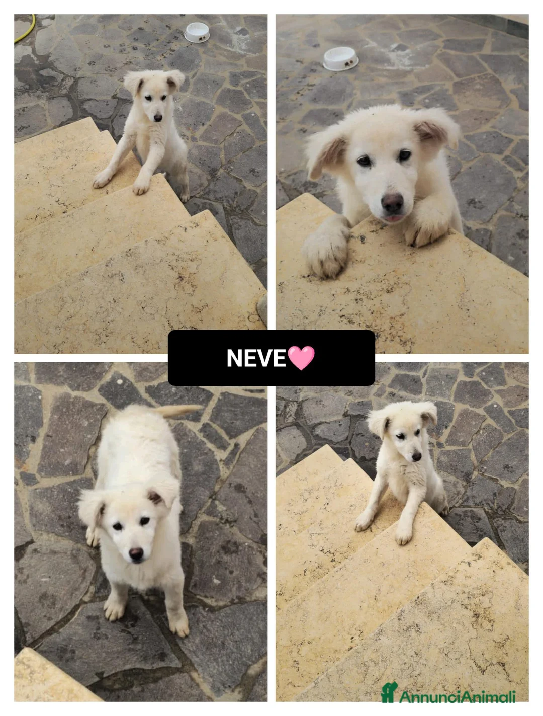 Altre razze cani in regalo: NEVE  - Annuncio 1