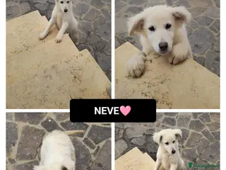 Altre razze cani NEVE - Annuncio 3