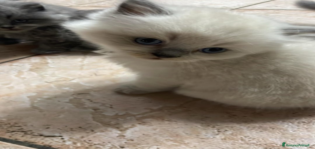 Immagine della galleria {{count}}