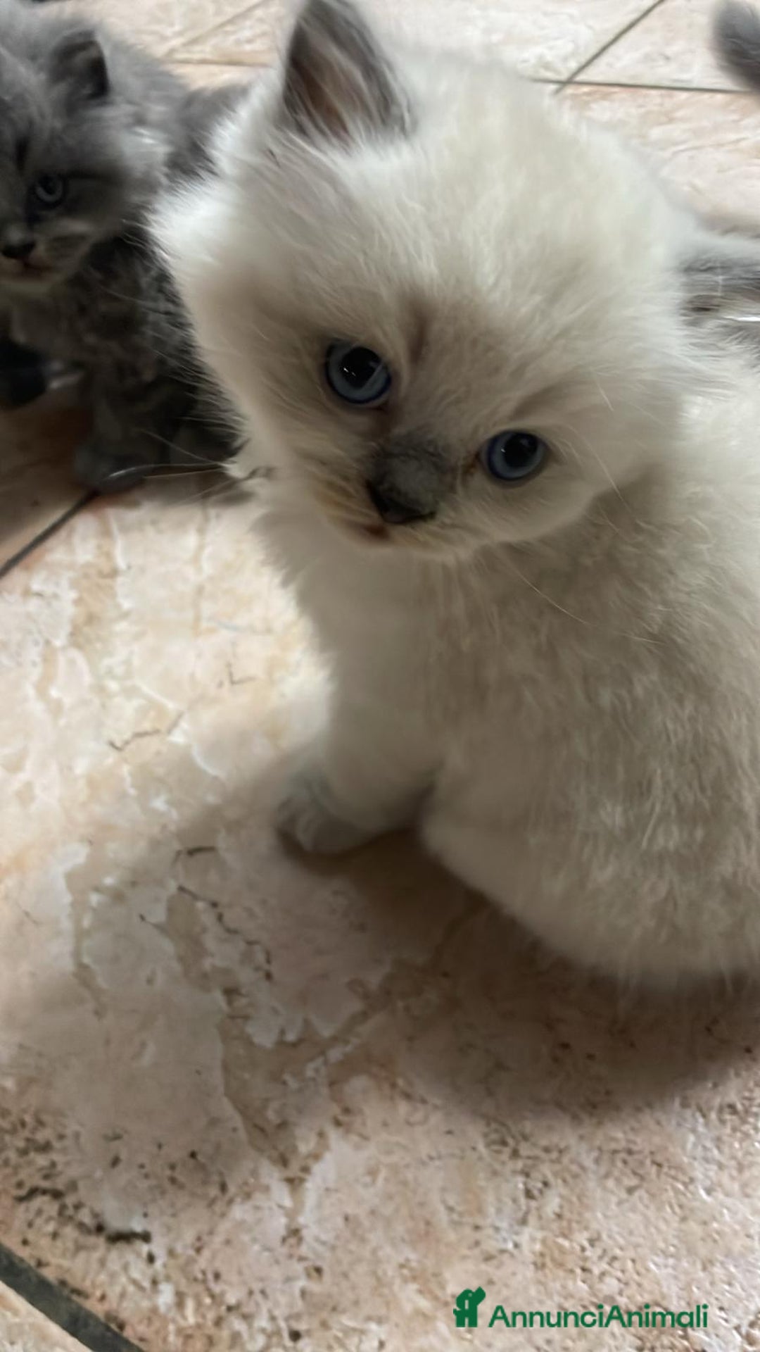 Immagine della galleria {{count}}