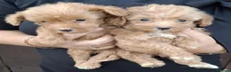 Barboncino Toy cani in vendita: Cuccioli Barboncino Toy - Annuncio 1