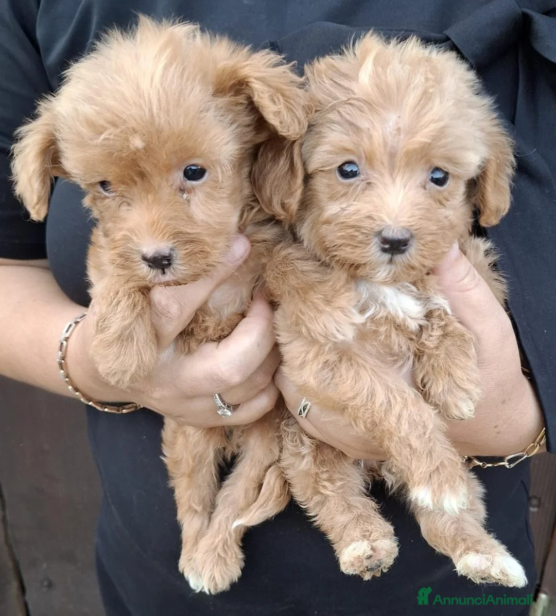 Barboncino Toy cani in vendita: Cuccioli Barboncino Toy - Annuncio 1