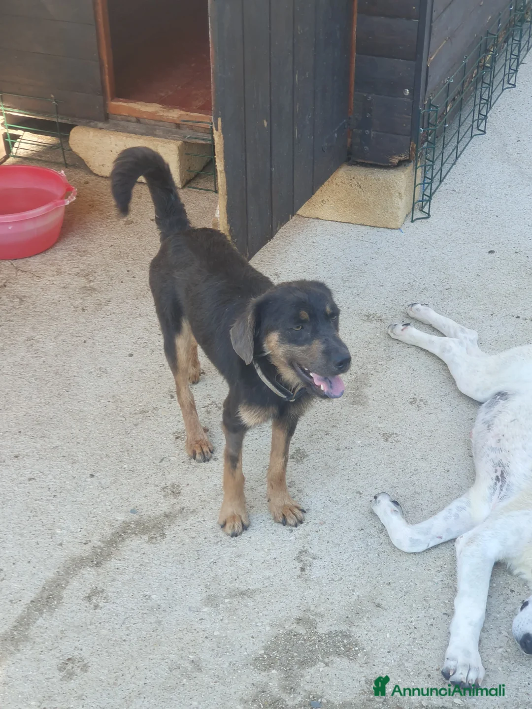 Meticcio cani in regalo: SPINO - Annuncio 10