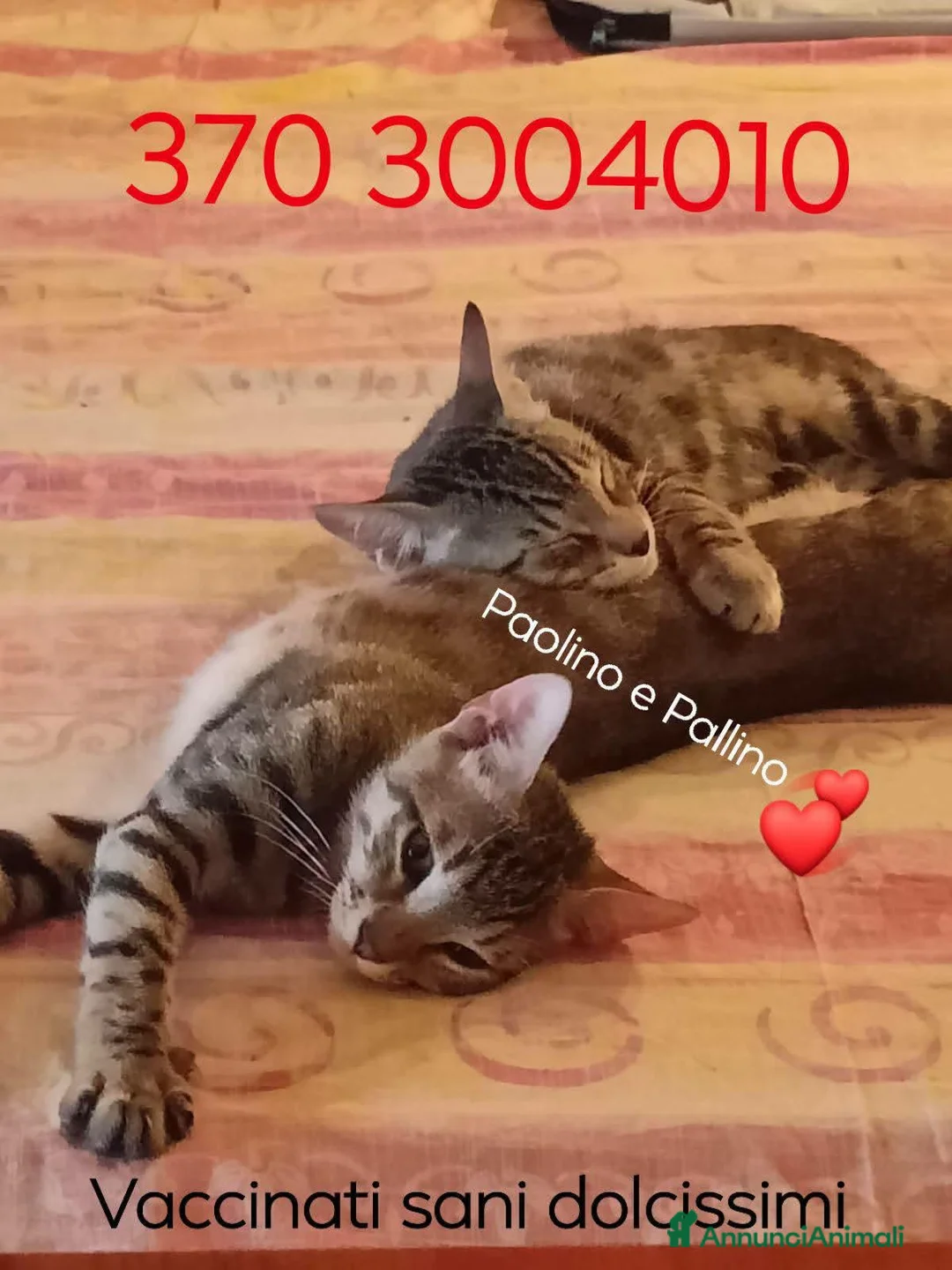 Europeo gatti in regalo: STUPENDI PAOLINO E PALLINO STUPENDI GATTINI a Città Metropolitana di Torino - Annuncio 2