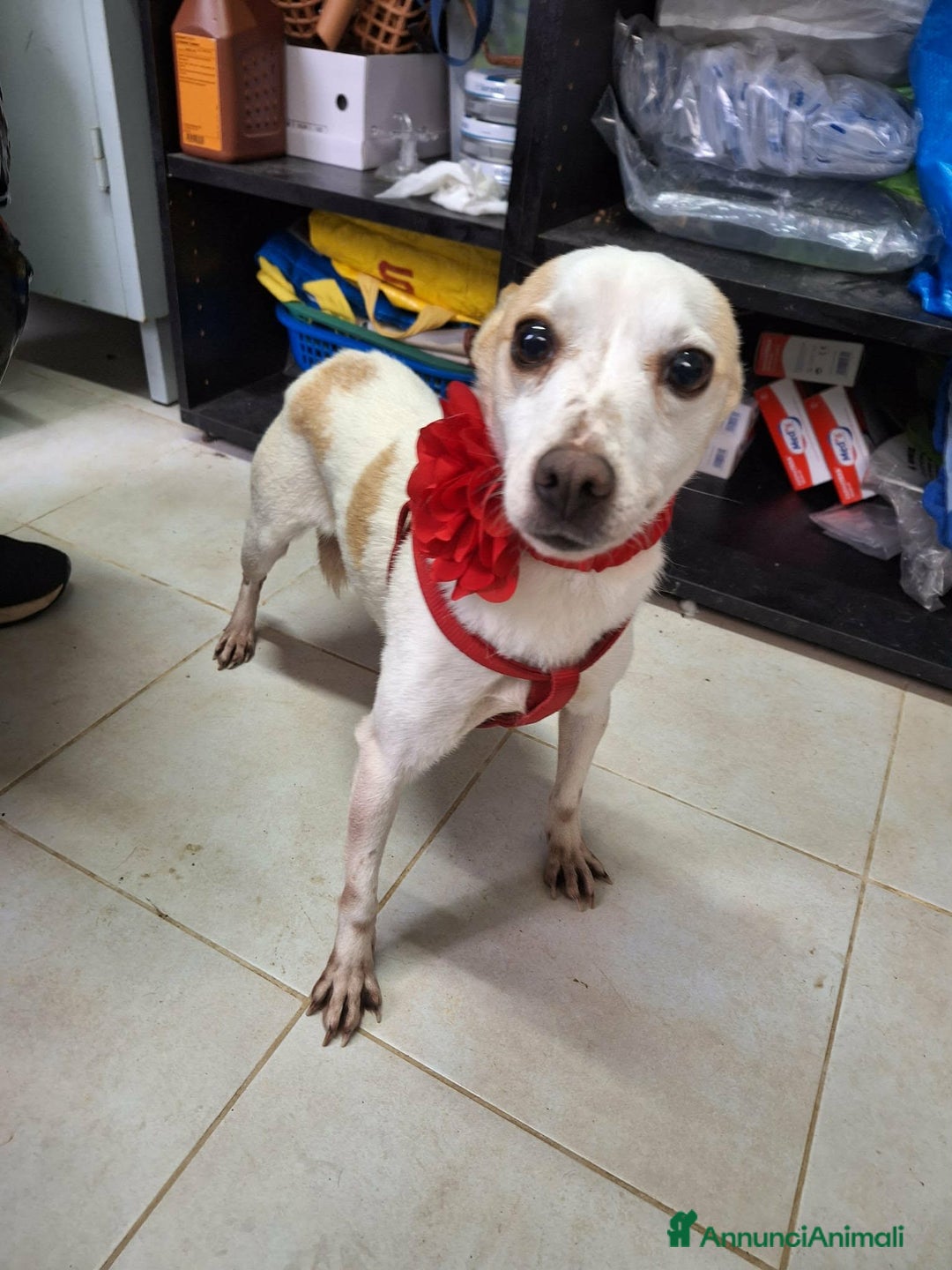 Meticcio cani in regalo: Dolce piccola Priscilla aspetta una dolce famiglia - Annuncio 5