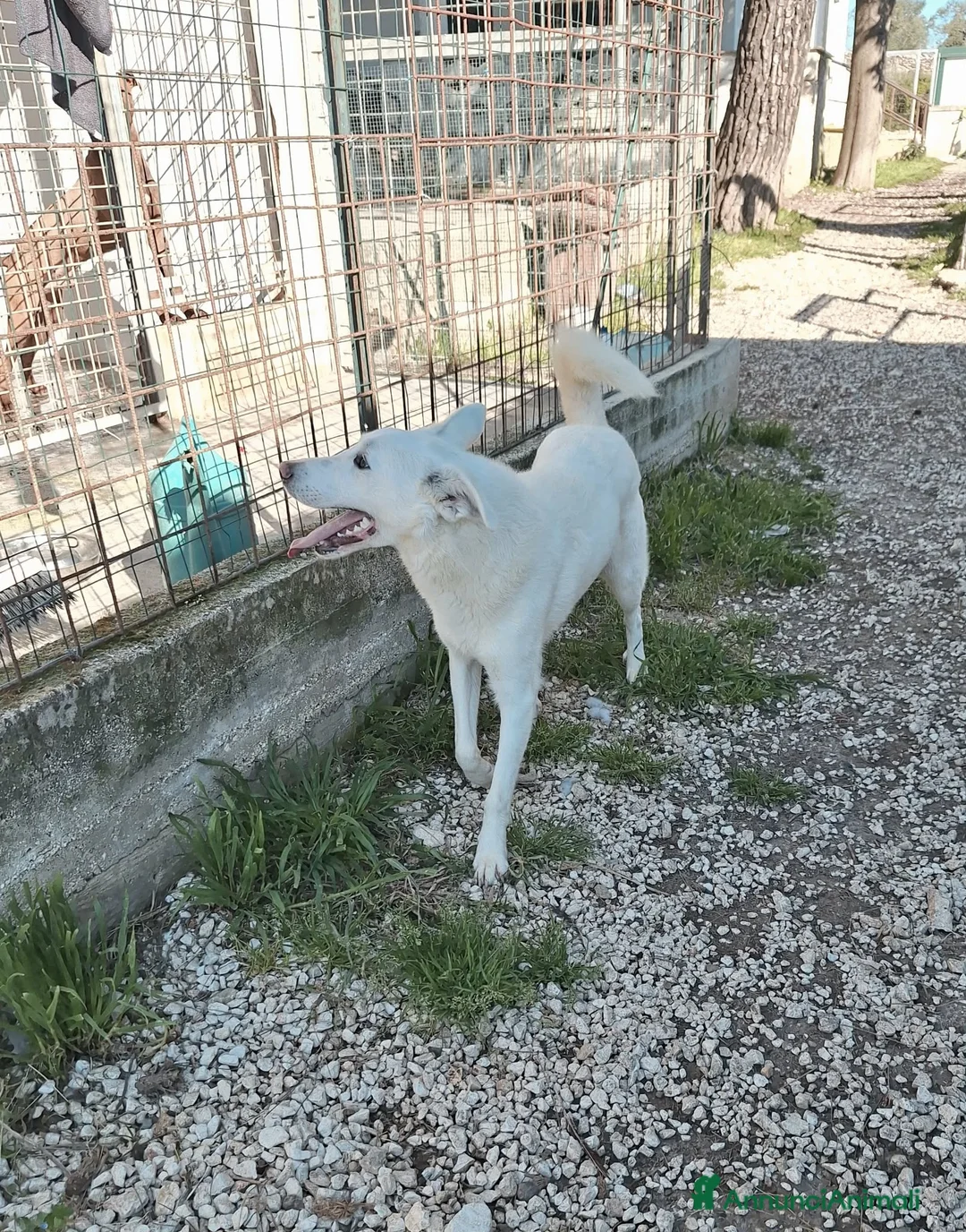 Meticcio cani in regalo: Cucciolo mix pastore svizzero in adozione  - Annuncio 2