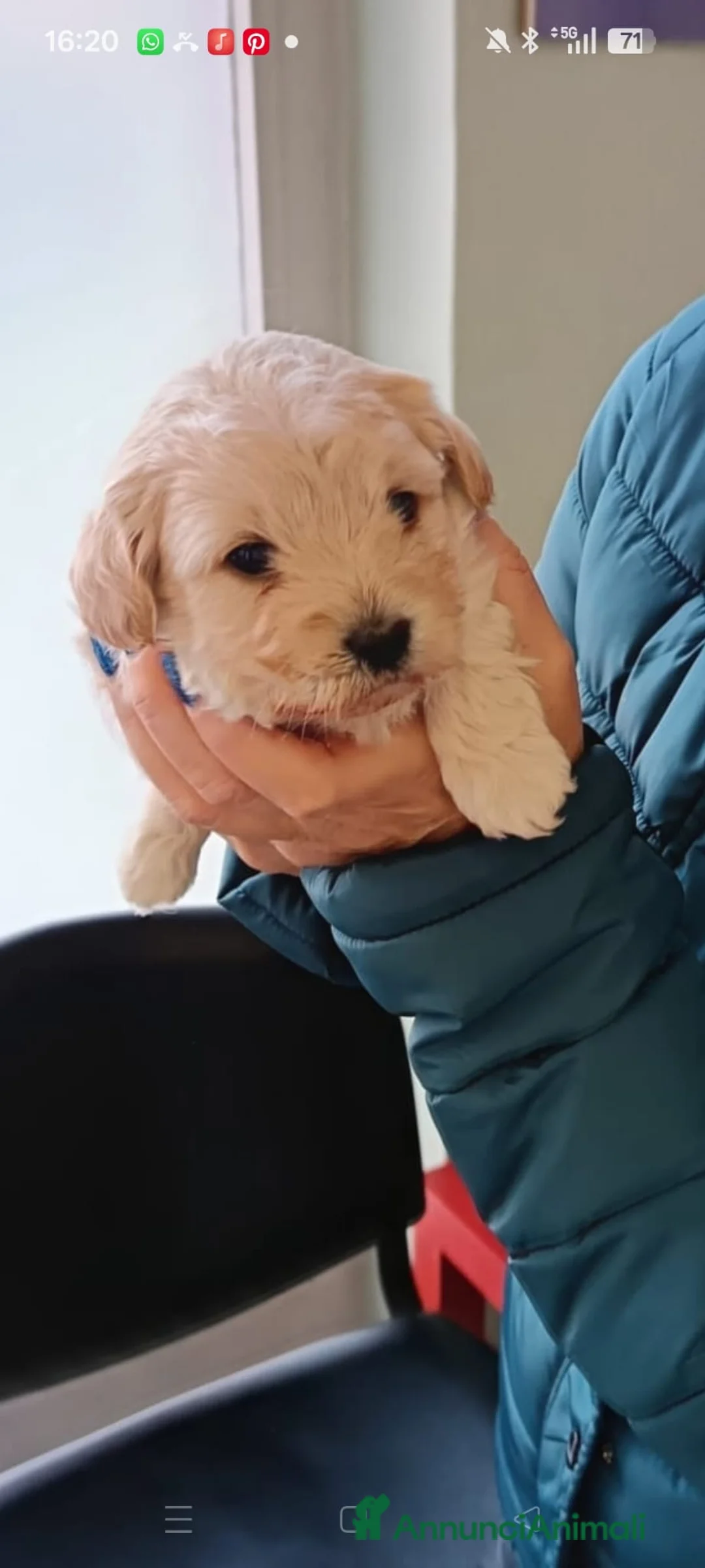 Maltipoo cani in vendita: Maltipoo - Annuncio 3