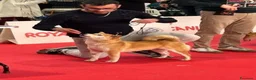Shiba Inu cani in vendita: Cuccioli di shiba inu - 3 femminucce - - Annuncio 20