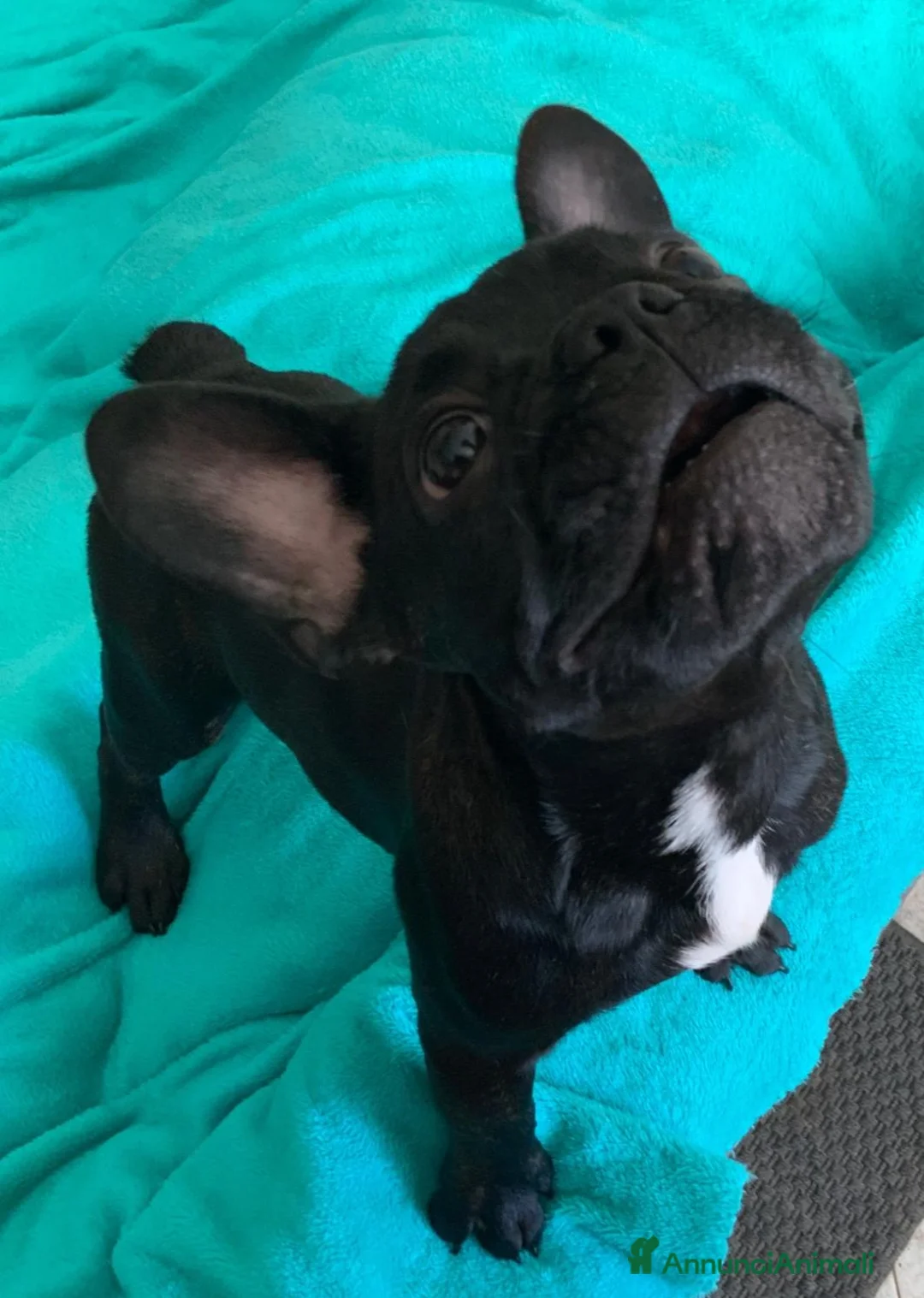 Bulldog Francese cani in vendita: Bulldog francese  - Annuncio 4