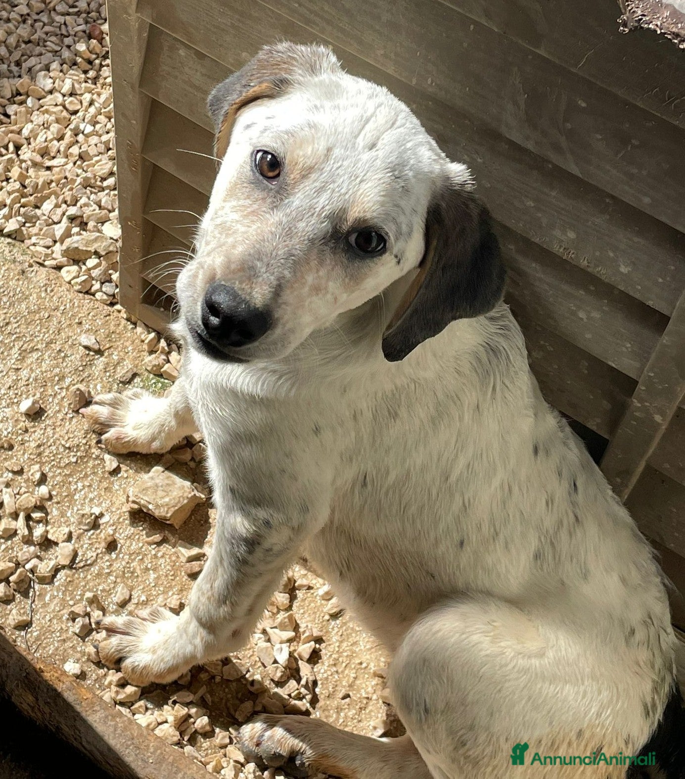 Meticcio cani DOLCISSIMA SEGUGINA - Annuncio 2