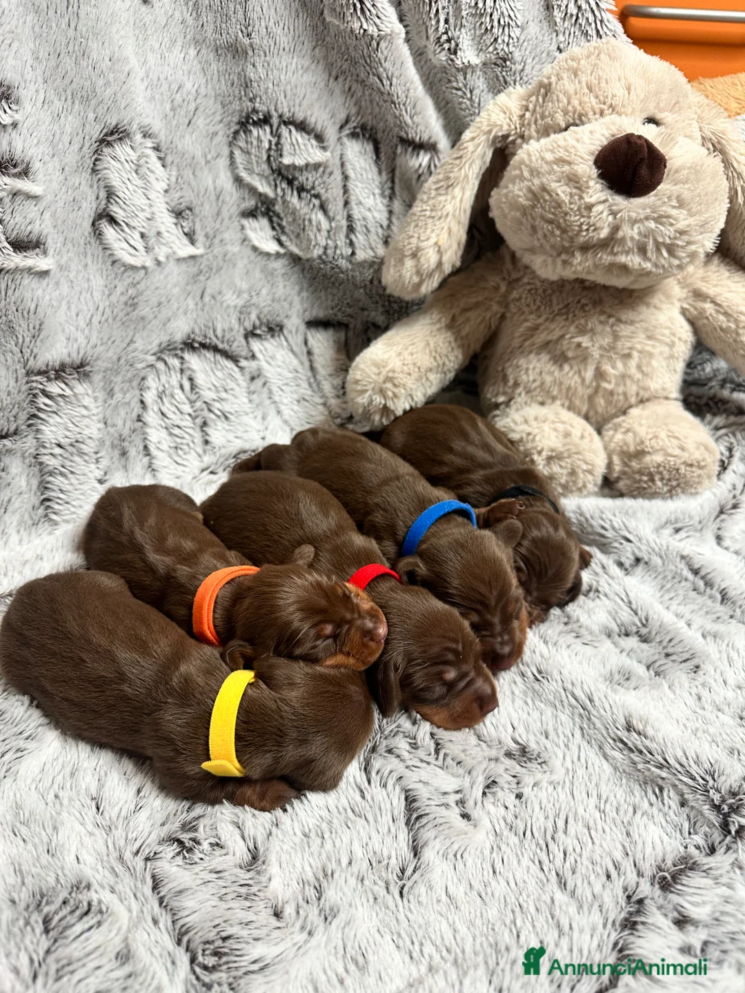 Bassotto cani in vendita: Cuccioli di Bassotto Enci  - Annuncio 1