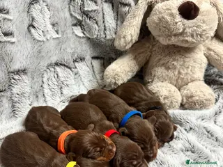 Bassotto cani Cuccioli di Bassotto Enci - Annuncio 1