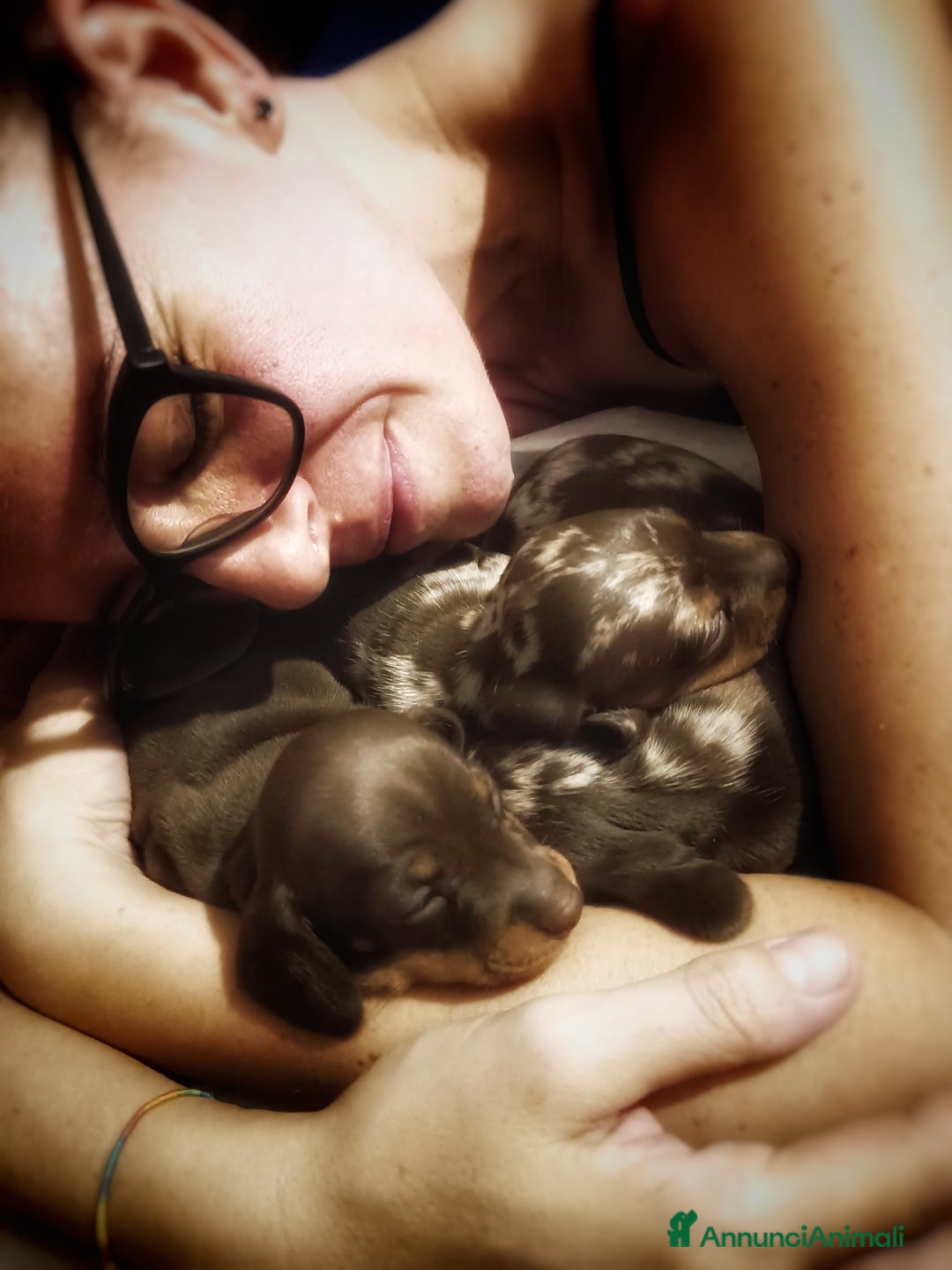 Bassotto cani in vendita: Cuccioli di bassotto kaninken e nano Enci  a Città metropolitana di Roma Capitale - Immagine 3
