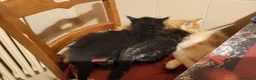 Maine Coon gatti in vendita: Cuccioli di maine coon, uno red e uno black. - Annuncio 7