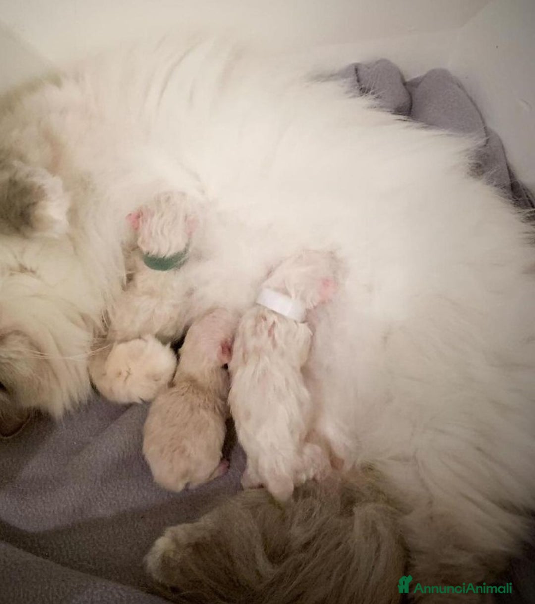 Ragdoll gatti in vendita: Cuccioli di ragdoll - Annuncio 8