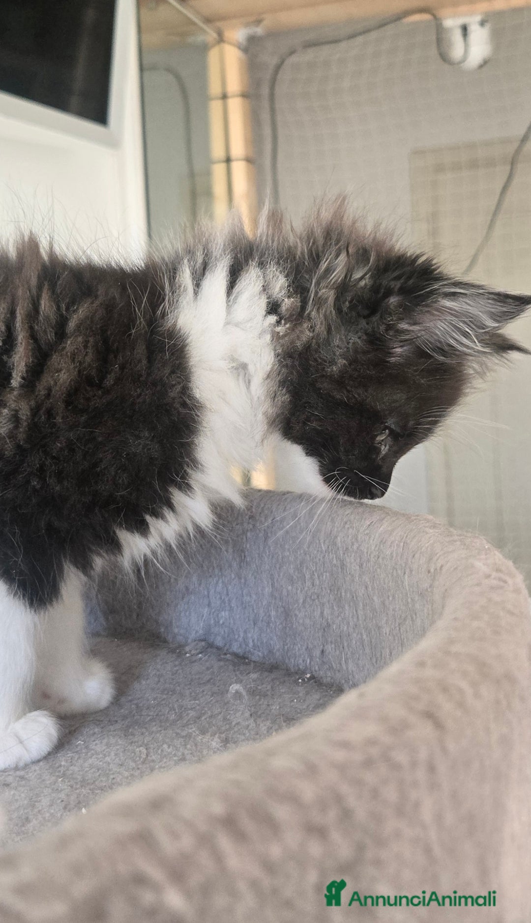 Maine Coon gatti in vendita: Stupenda Cucciola di maine coon pedigree afef - Annuncio 4