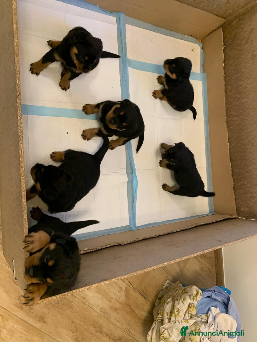 Rottweiler cani in vendita: Cuccioli rottweiller alta genealogia  - Annuncio 4