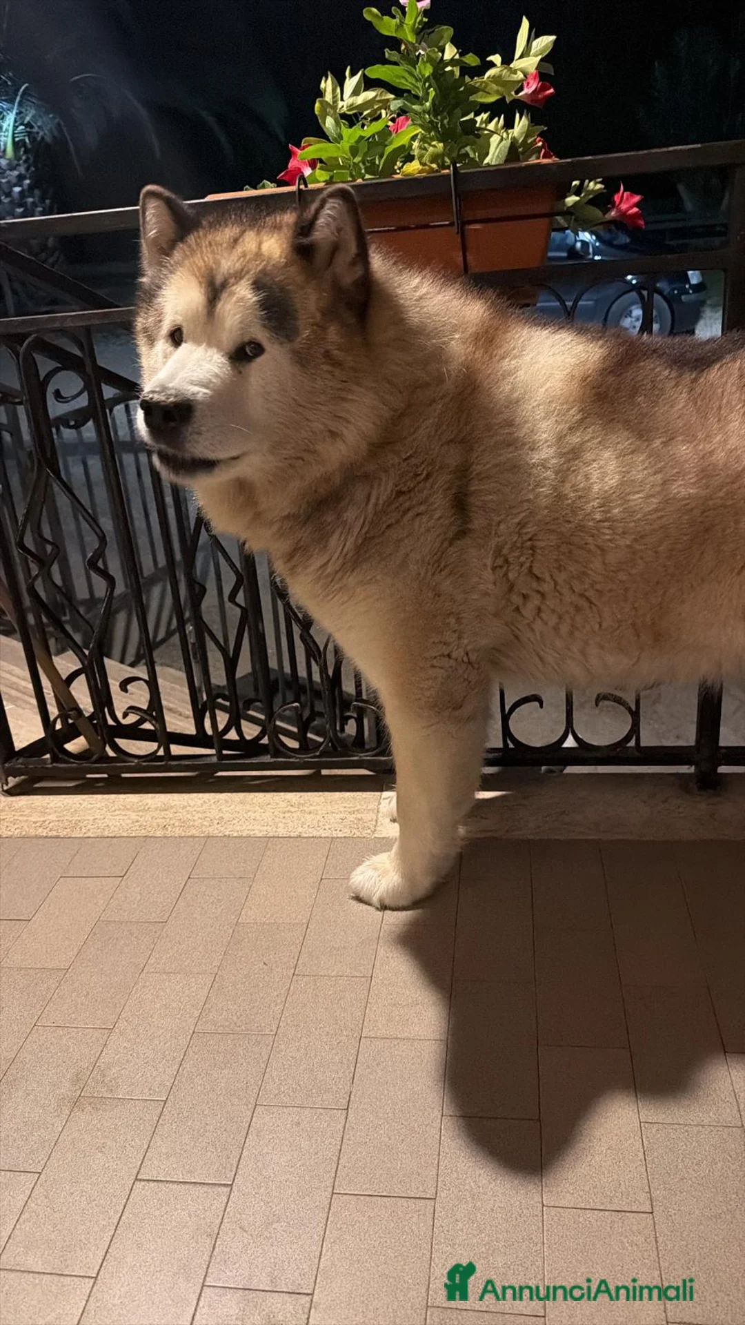 Alaskan Malamute cani per accoppiamento: Accoppiamento Alaskan Malamute con pedigree a Provincia di Rieti - Annuncio 1