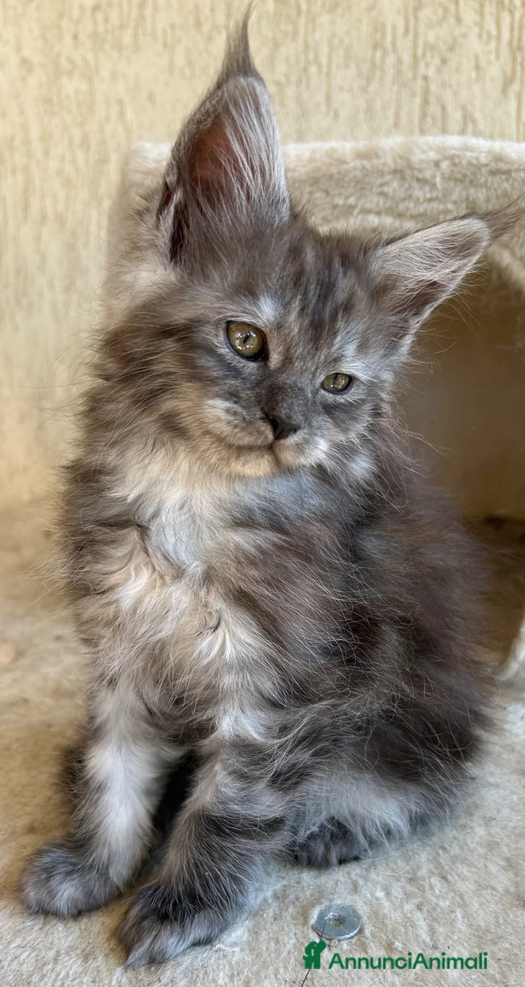 Maine Coon gatti in vendita: Maine Coon - Annuncio 2