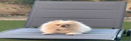 Volpino Pomerania cani per accoppiamento:  Volpino nano della Pomerania disp. per accopp. - Annuncio 4