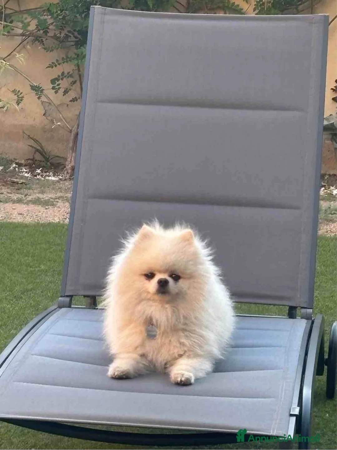 Volpino Pomerania cani per accoppiamento:  Volpino nano della Pomerania disp. per accopp. - Annuncio 4