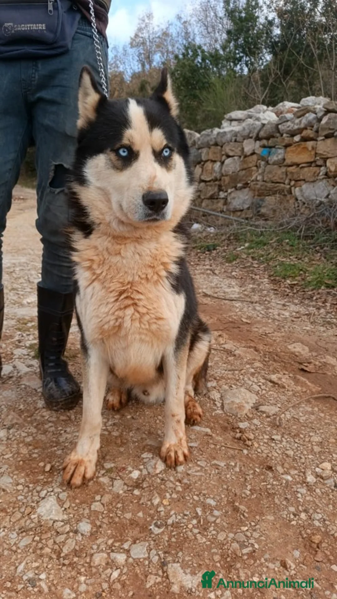 Meticcio cani in regalo: Simba, uno splendido simil Malamute - Annuncio 2