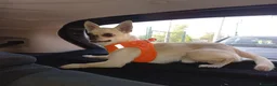 Chihuahua cani per accoppiamento: chiwuwua  - Annuncio 1