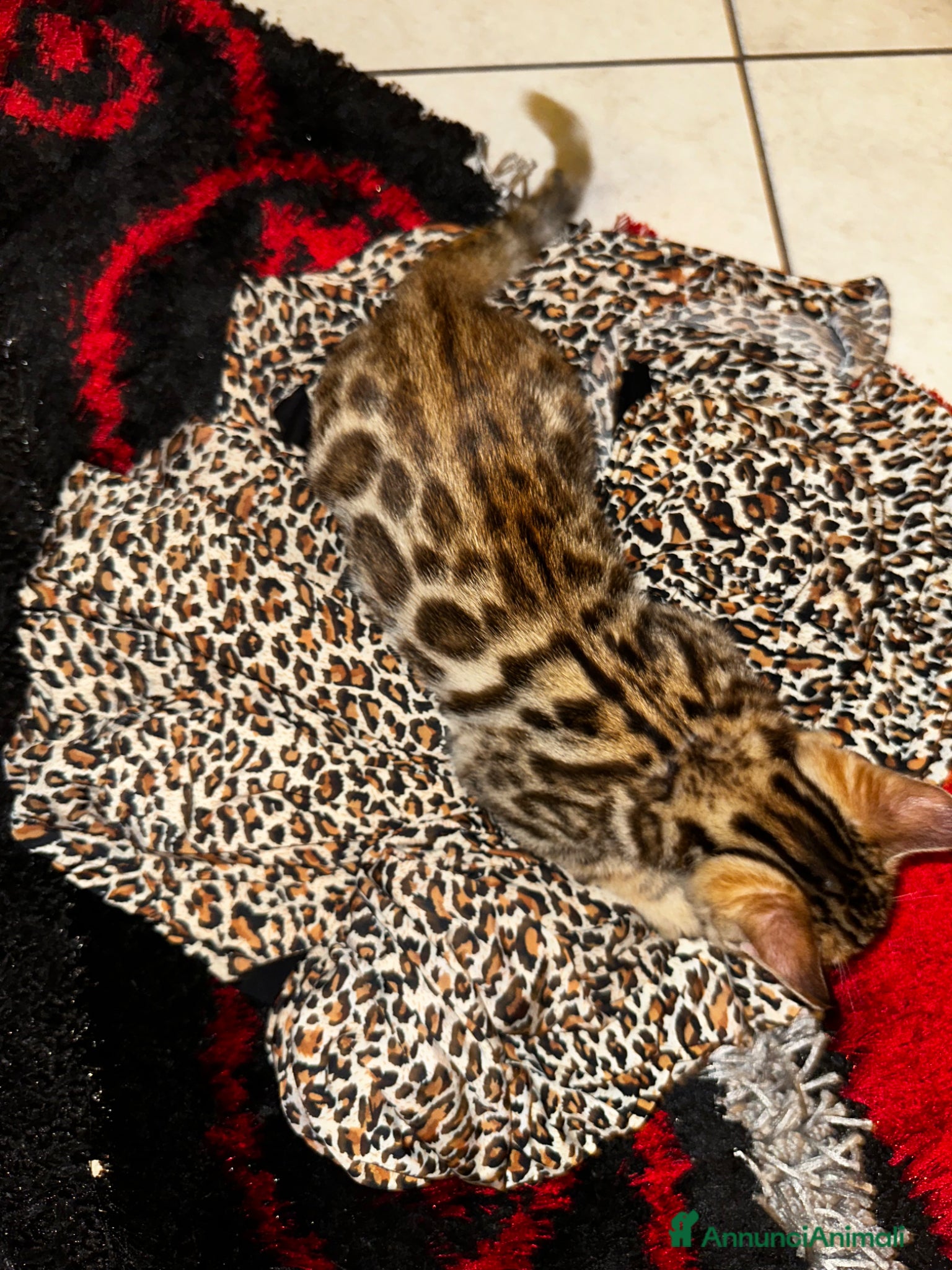 Bengala gatti Cuccioli bengala  - Annuncio 3