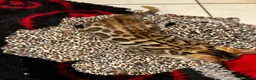 Bengala gatti in vendita: Cuccioli bengala  - Annuncio 3