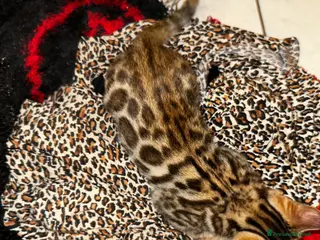 Bengala gatti Cuccioli bengala - Annuncio 3